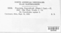 Puccinia convolvuli image